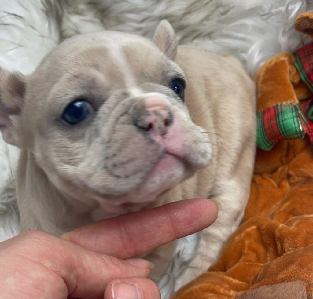 Ivory Lilac Fawn Merle French Bulldog Female