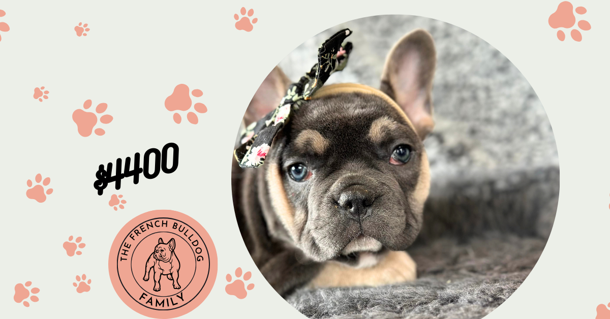Zenia | Blue & Tan French Bulldog Female | The Stunning