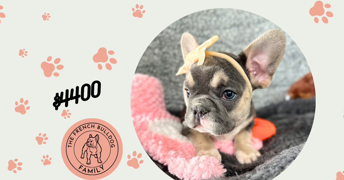 Zoe | Blue & Tan French Bulldog Female | The Stunning