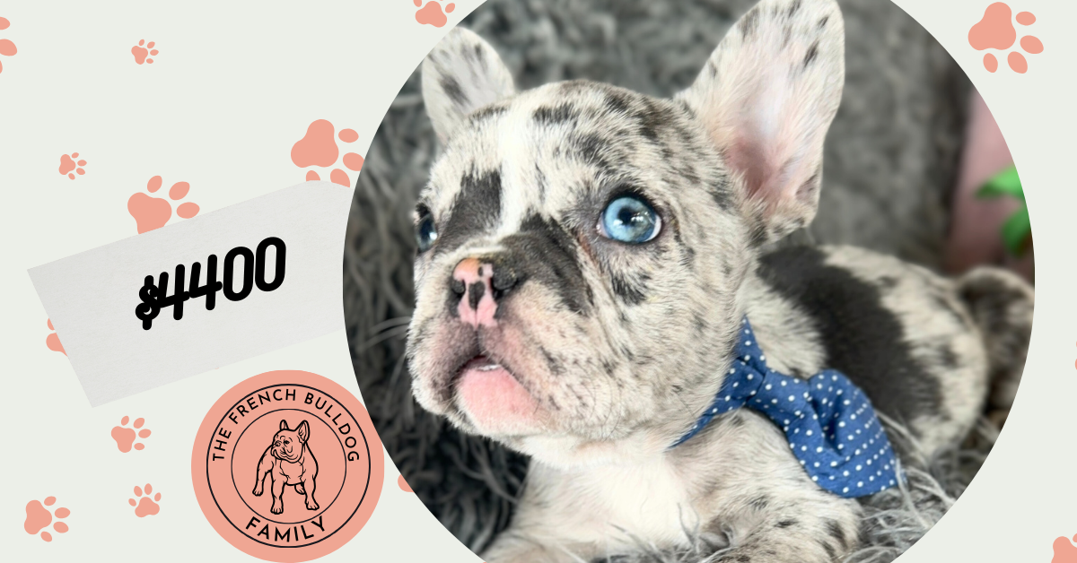 Waldo | Blue Merle French Bulldog Male | Mr. Handsome