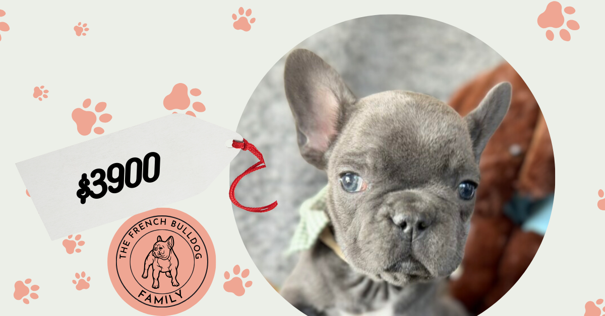 Zayn | Blue French Bulldog Male | Available Now