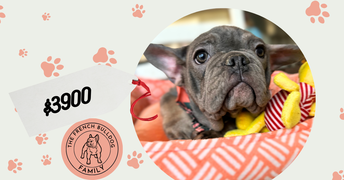Aldo | Blue & Tan French Bulldog Male | Available Now