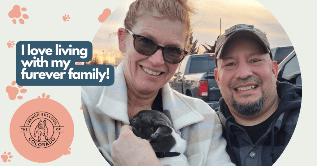 Hoss Blue Pied French Bulldog Male | Born October 9th, 2022