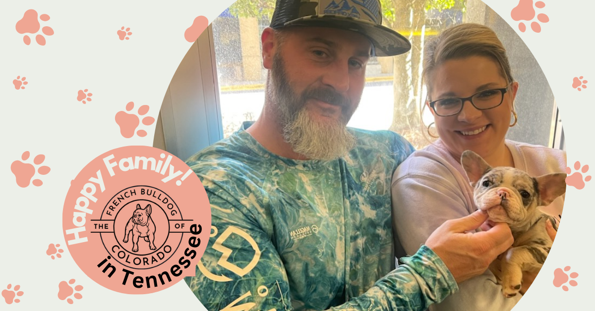 India Blue Merle French Bulldog Female