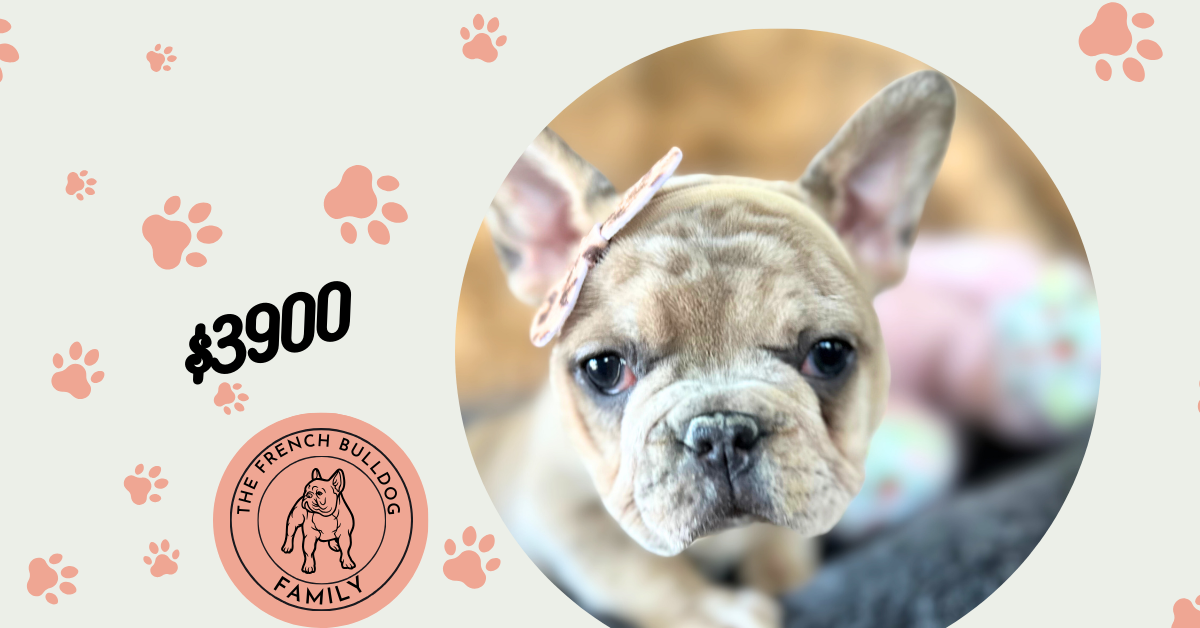 Yahtzee | Blue Fawn Merle French Bulldog Female | The Princess