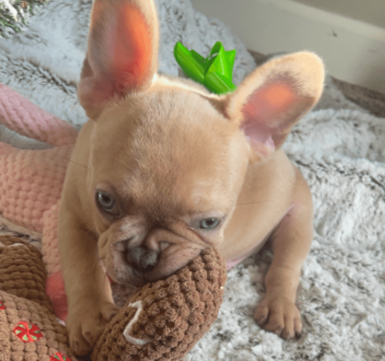 Brantley | Lilac Fawn Male French Bulldog | Born 10/1/22