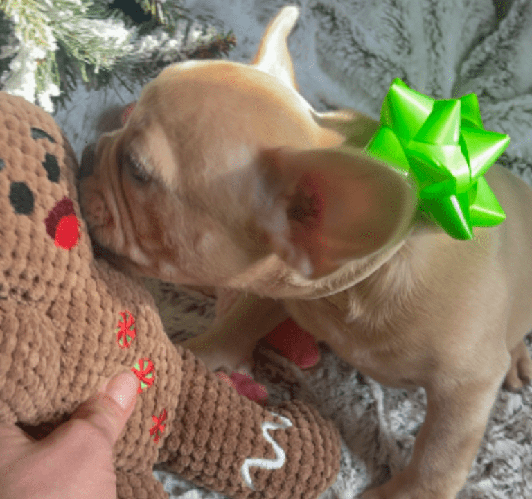 Brantley | Lilac Fawn Male French Bulldog | Born 10/1/22