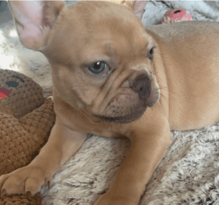 Brantley | Lilac Fawn Male French Bulldog | Born 10/1/22