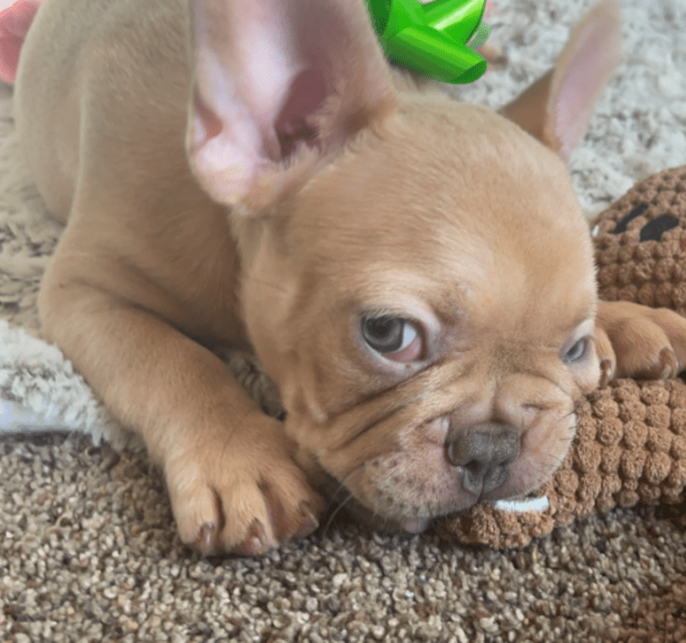 Brantley | Lilac Fawn Male French Bulldog | Born 10/1/22