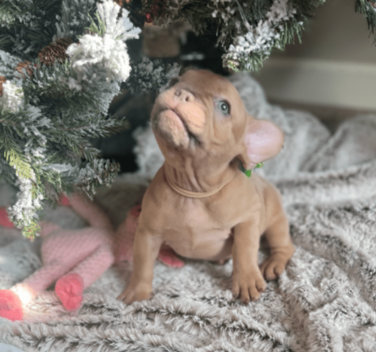 Brantley | Lilac Fawn Male French Bulldog | Born 10/1/22