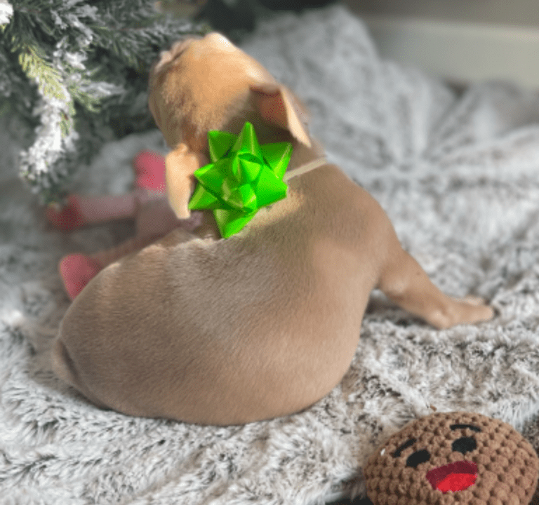 Brantley | Lilac Fawn Male French Bulldog | Born 10/1/22