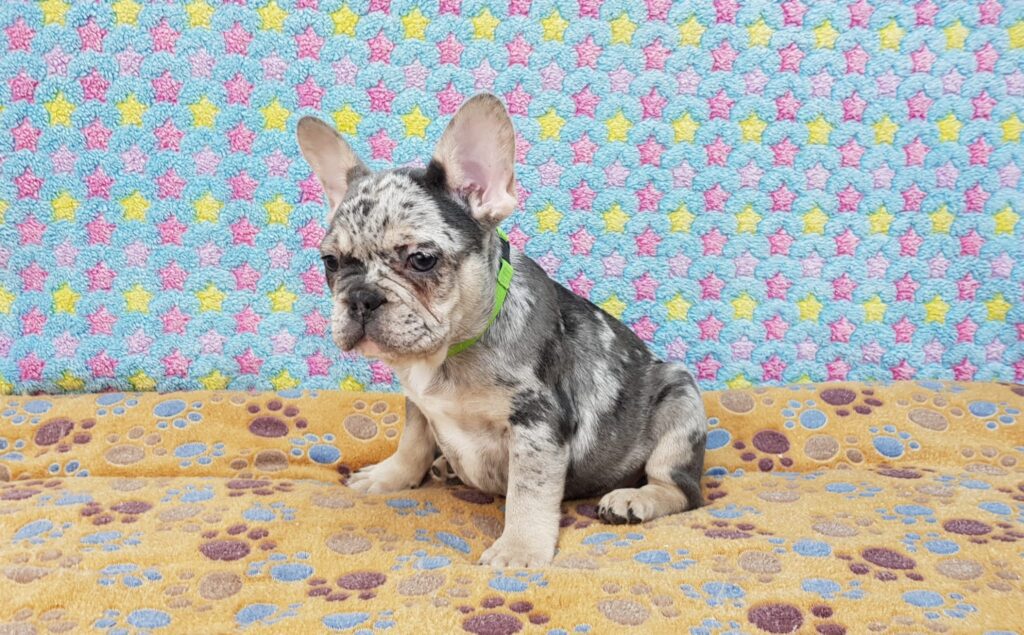 Percy Blue Merle Tan Points French Bulldog Male | Ready Feb 12, 2023
