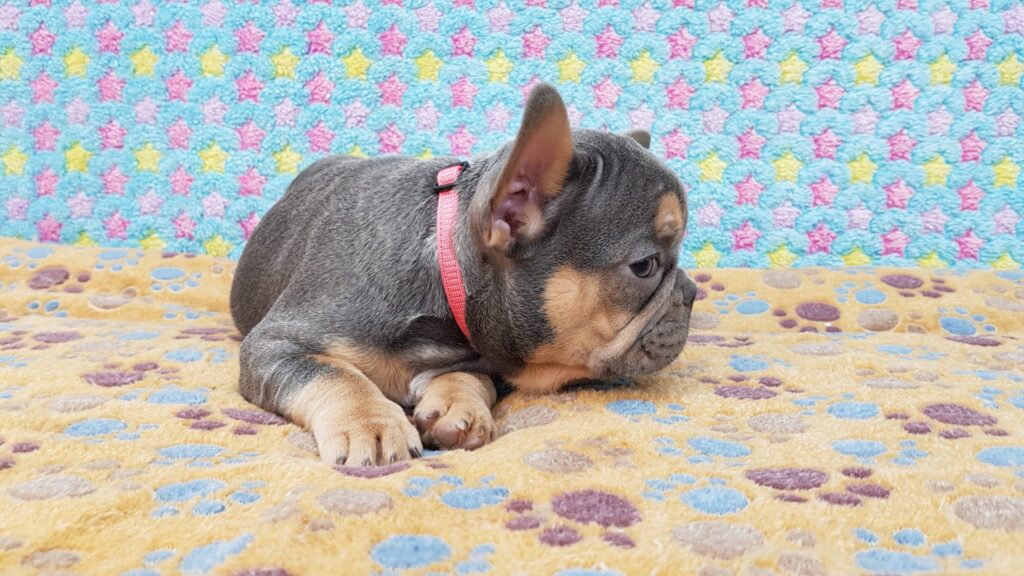 Penny Blue and Tan French Bulldog Female | Ready Feb 12, 2023