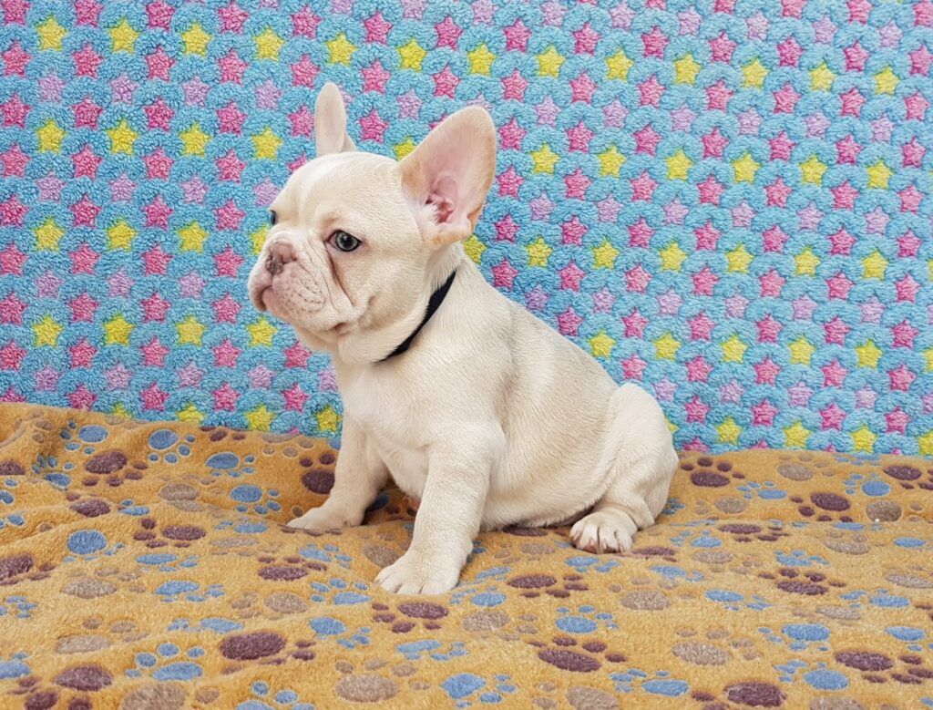 Powell Cream French Bulldog Male | Ready Feb 12, 2023