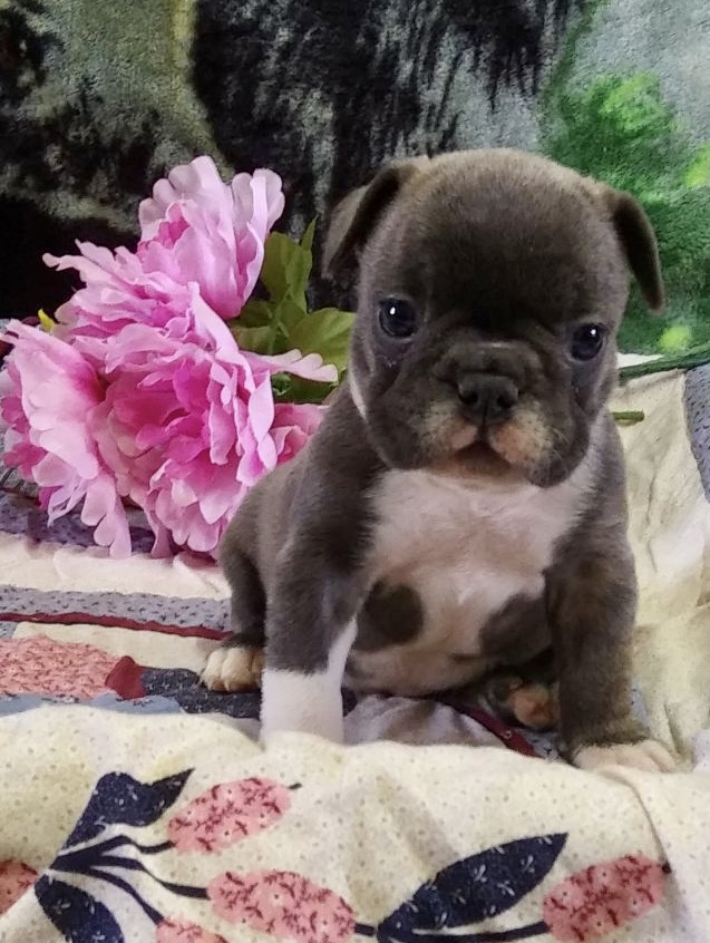 Lafayette Sable & White French Bulldog Female | Ready Feb 21, 2023
