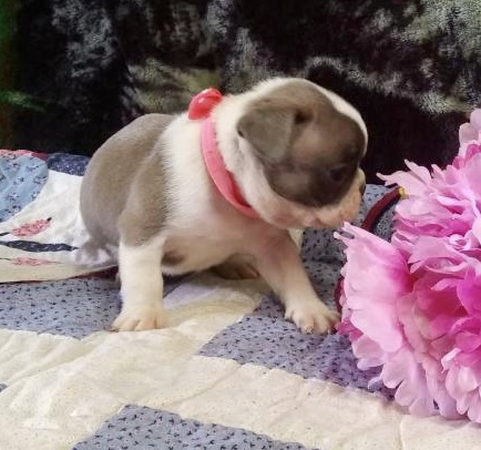 Lydia Sable & White French Bulldog Female | Ready Feb 21, 2023