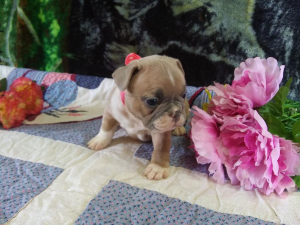 London Fawn Pied French Bulldog Male | Ready Feb 21, 2023