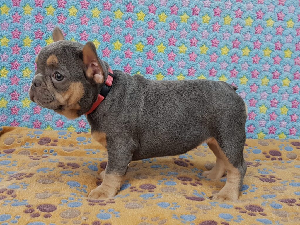 Penny Blue and Tan French Bulldog Female | Ready Feb 12, 2023