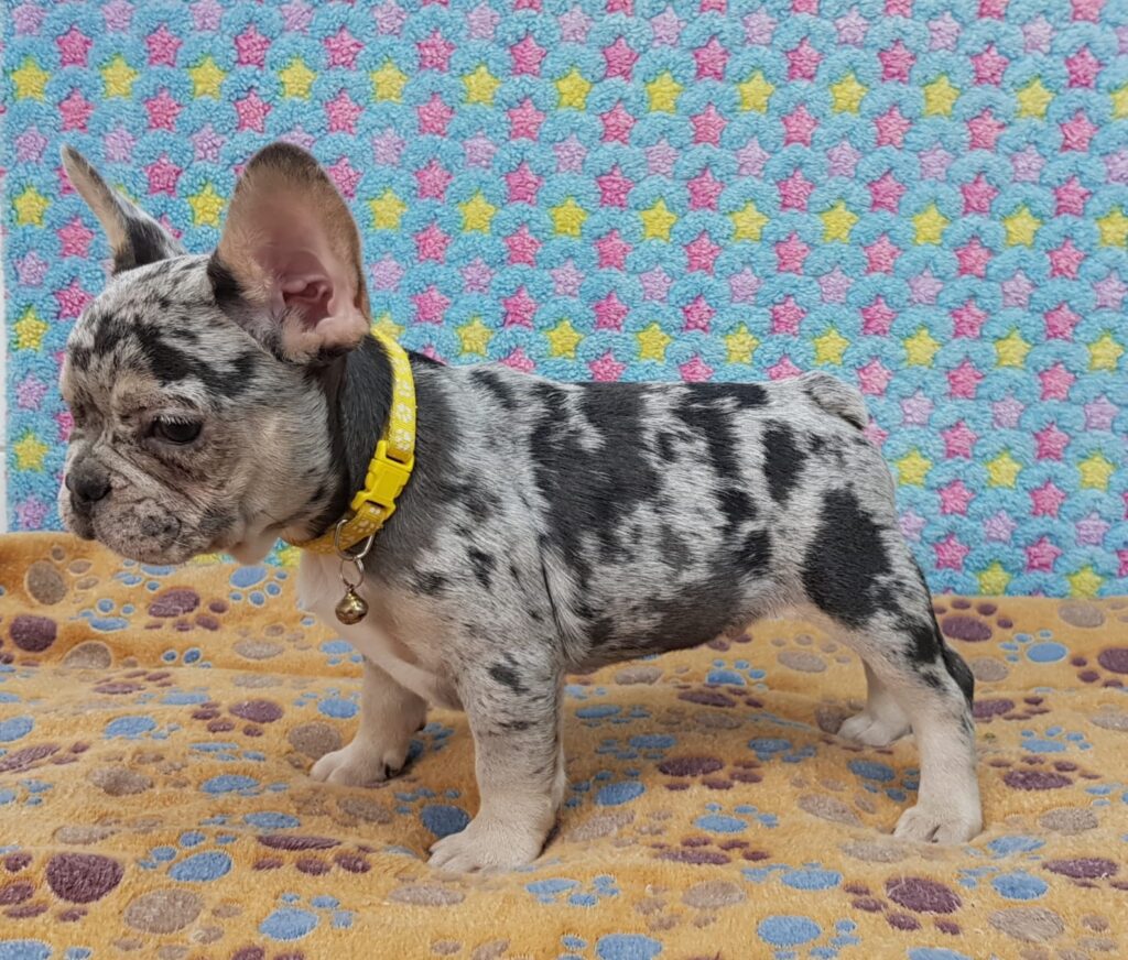 Parker Blue Merle Tan Points French Bulldog Male | Ready Feb 12, 2023