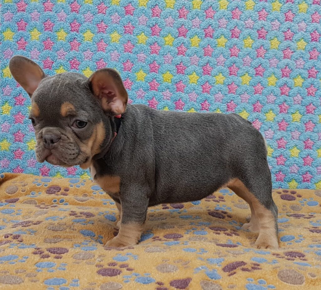 Penny Blue and Tan French Bulldog Female | Ready Feb 12, 2023