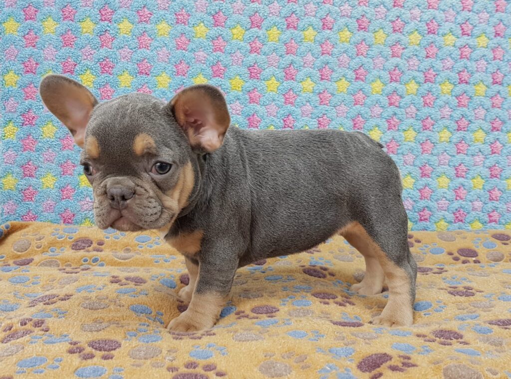 Penny Blue and Tan French Bulldog Female | Ready Feb 12, 2023