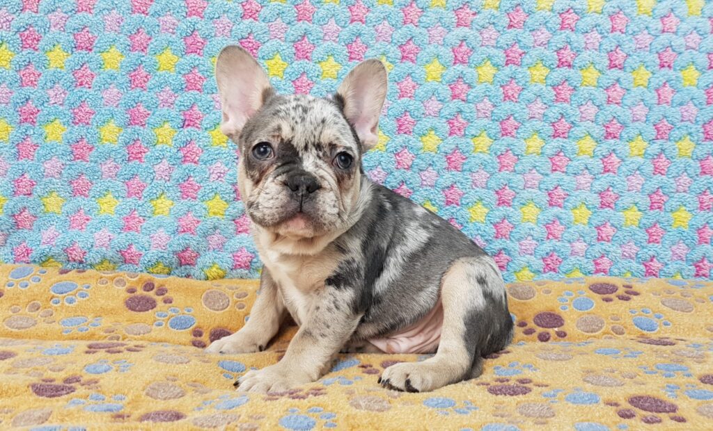 Percy Blue Merle Tan Points French Bulldog Male | Ready Feb 12, 2023