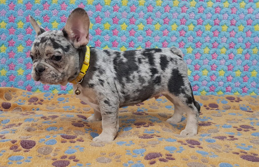 Parker Blue Merle Tan Points French Bulldog Male | Ready Feb 12, 2023