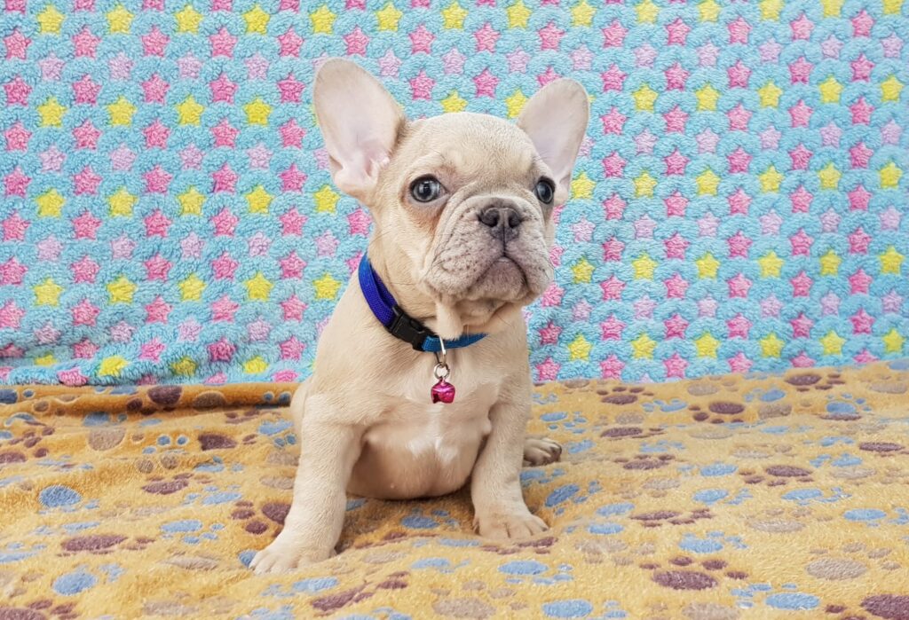Pearl Lilac Fawn French Bulldog Female | Ready Feb 12, 2023