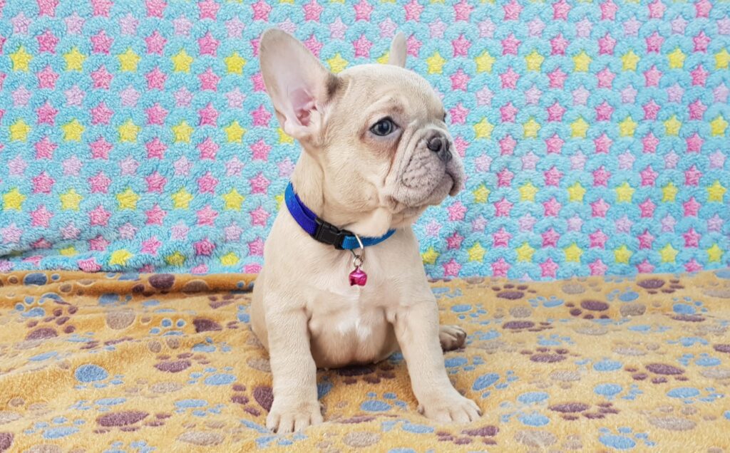 Pearl Lilac Fawn French Bulldog Female | Ready Feb 12, 2023