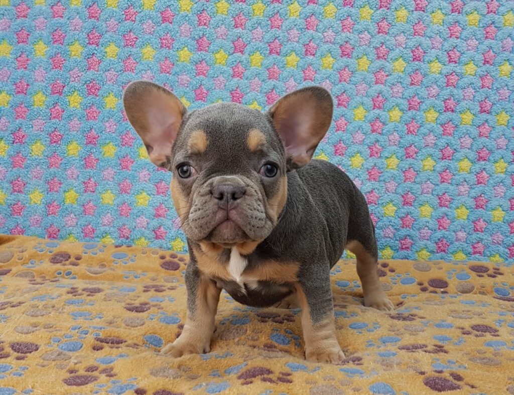 Penny Blue and Tan French Bulldog Female | Ready Feb 12, 2023