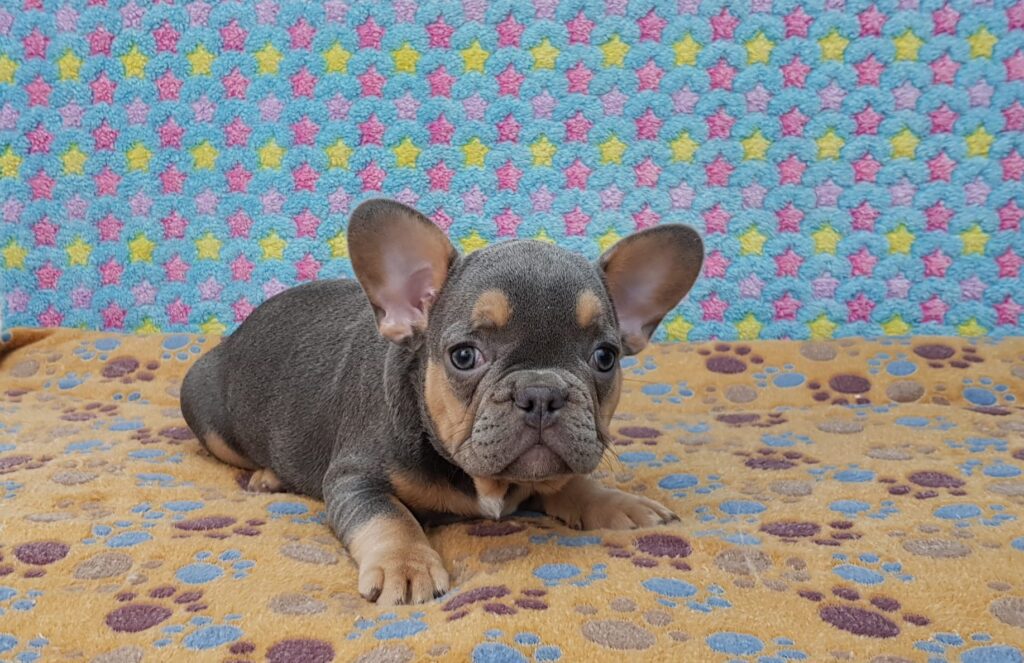 Penny Blue and Tan French Bulldog Female | Ready Feb 12, 2023