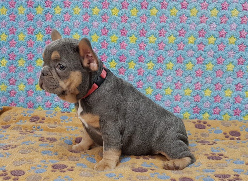 Penny Blue and Tan French Bulldog Female | Ready Feb 12, 2023