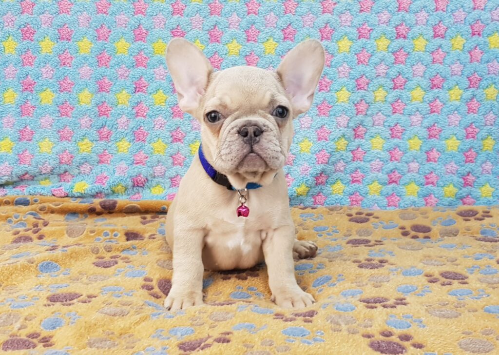 Pearl Lilac Fawn French Bulldog Female | Ready Feb 12, 2023