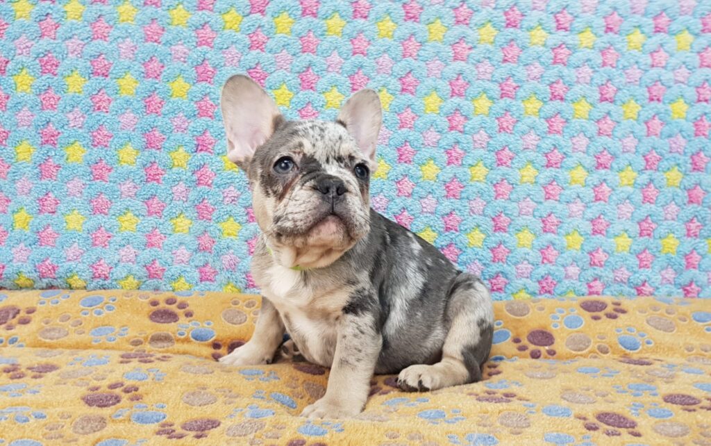 Percy Blue Merle Tan Points French Bulldog Male | Ready Feb 12, 2023