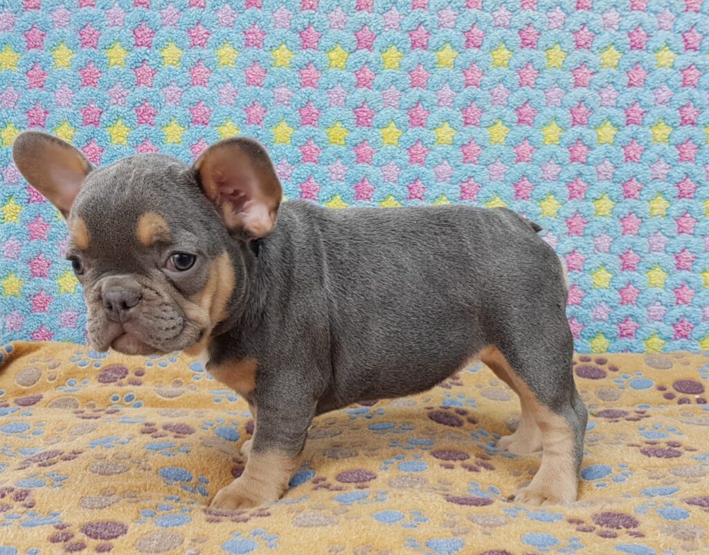 Penny Blue and Tan French Bulldog Female | Ready Feb 12, 2023