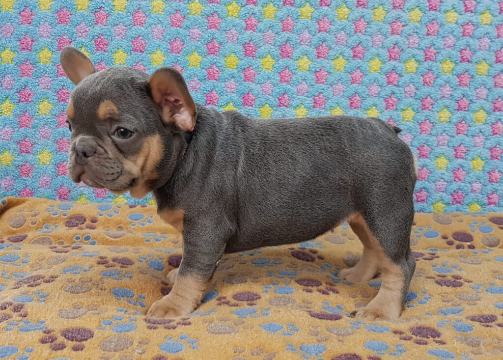 Penny Blue and Tan French Bulldog Female | Ready Feb 12, 2023