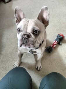 Frenchie Friday | Jan 13th, 2023
