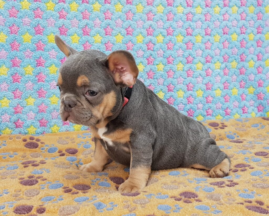 Penny Blue and Tan French Bulldog Female | Ready Feb 12, 2023