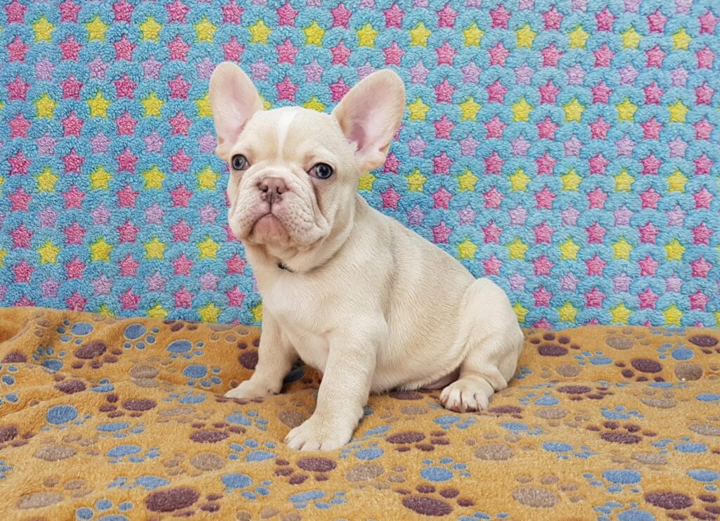 Powell Cream French Bulldog Male | Ready Feb 12, 2023