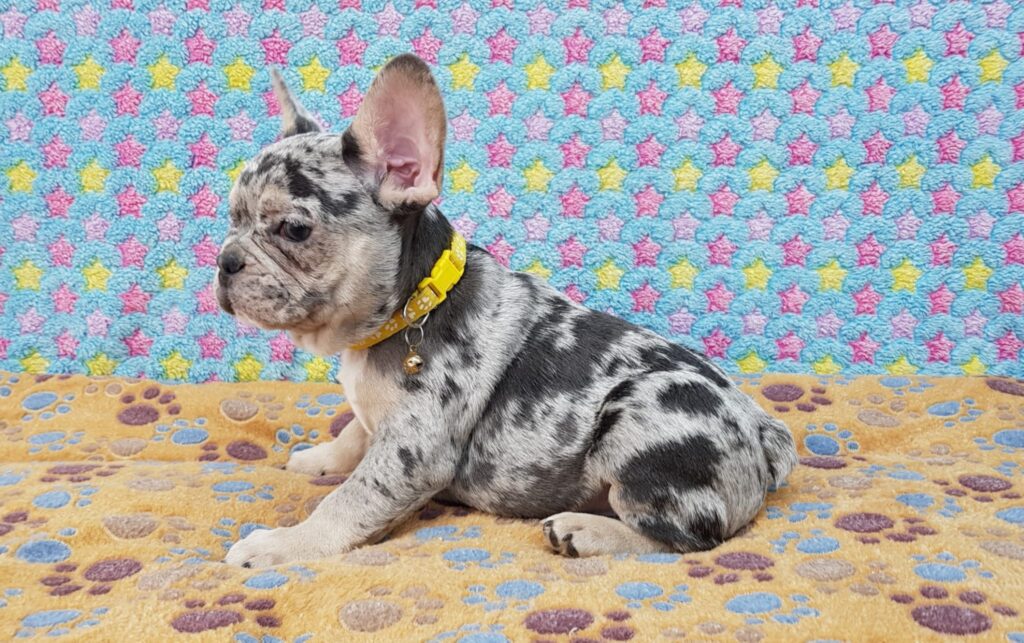 Parker Blue Merle Tan Points French Bulldog Male | Ready Feb 12, 2023