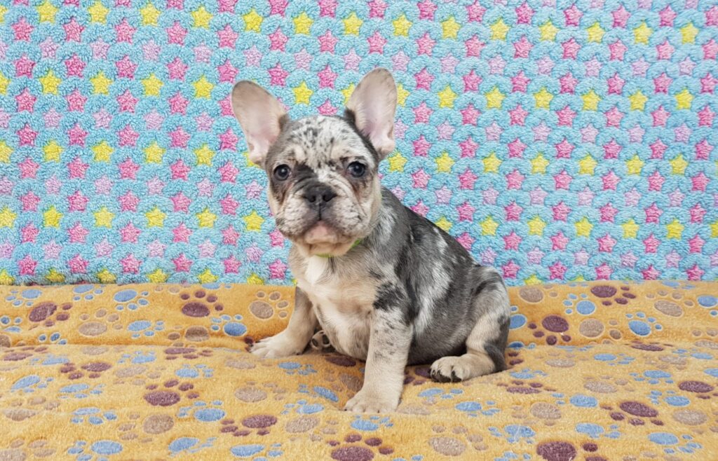 Percy Blue Merle Tan Points French Bulldog Male | Ready Feb 12, 2023