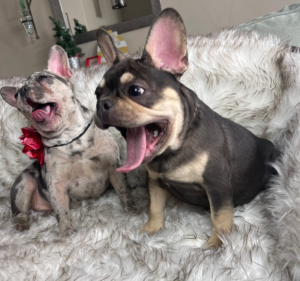 Frenchie Friday December 16th, 2022