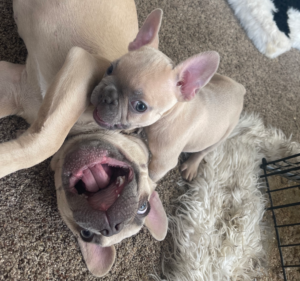 Frenchie Friday December 9th, 2022