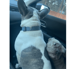 Frenchie Friday December 9th, 2022