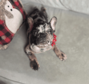 Frenchie Friday December 9th, 2022