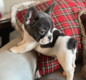 Frenchie Friday December 9th, 2022