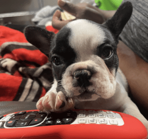 Frenchie Friday  December 2nd, 2022