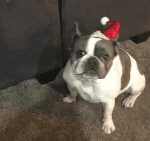 Frenchie Friday  December 2nd, 2022