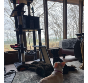 Frenchie Friday  December 2nd, 2022