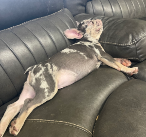 Frenchie Friday November 25th, 2022
